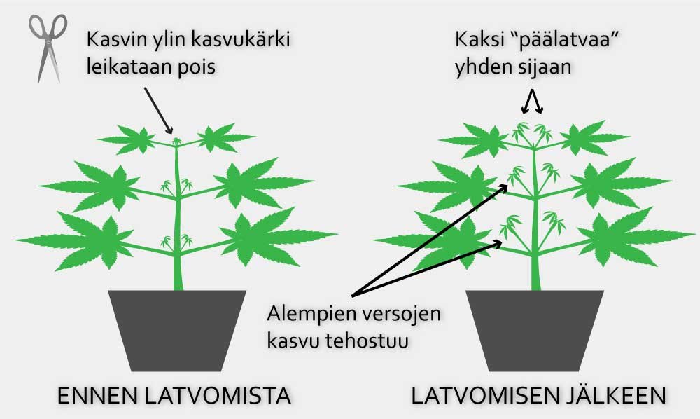 hamppu kasvin latvominen